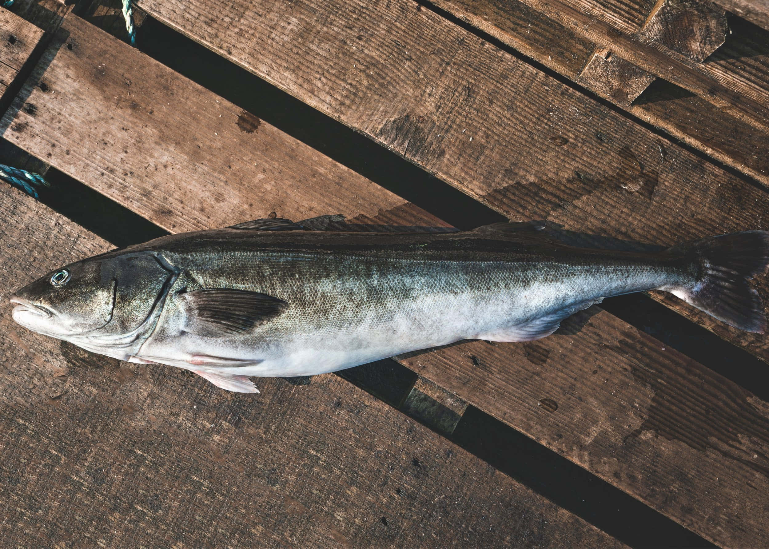 Sablefish, wooden dock, silver scales, Full HD Desktop Wallpaper