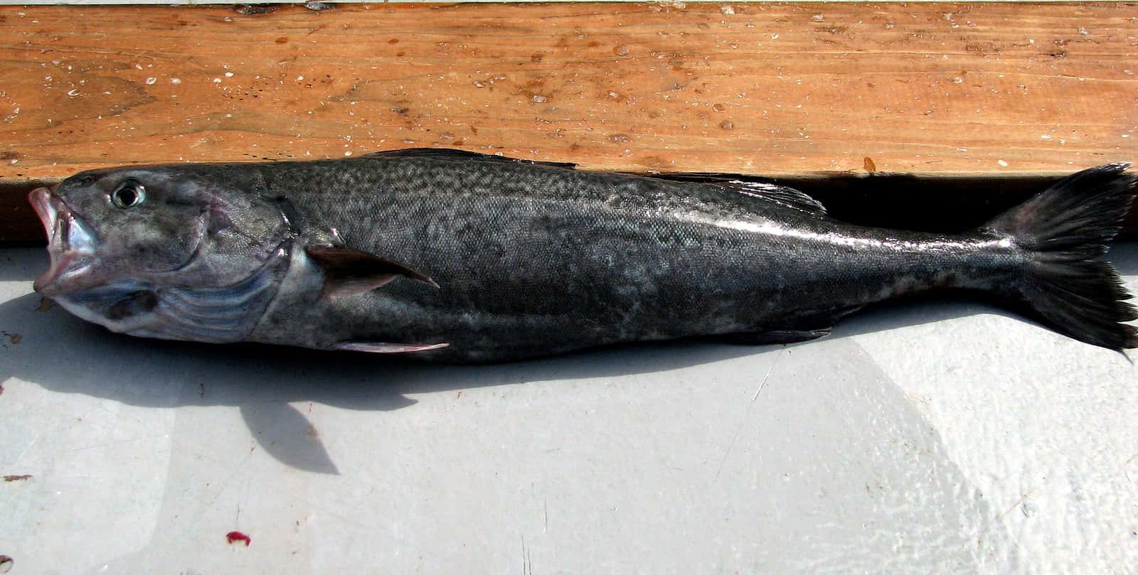 sablefish, deck, white surface, HD Desktop Wallpaper