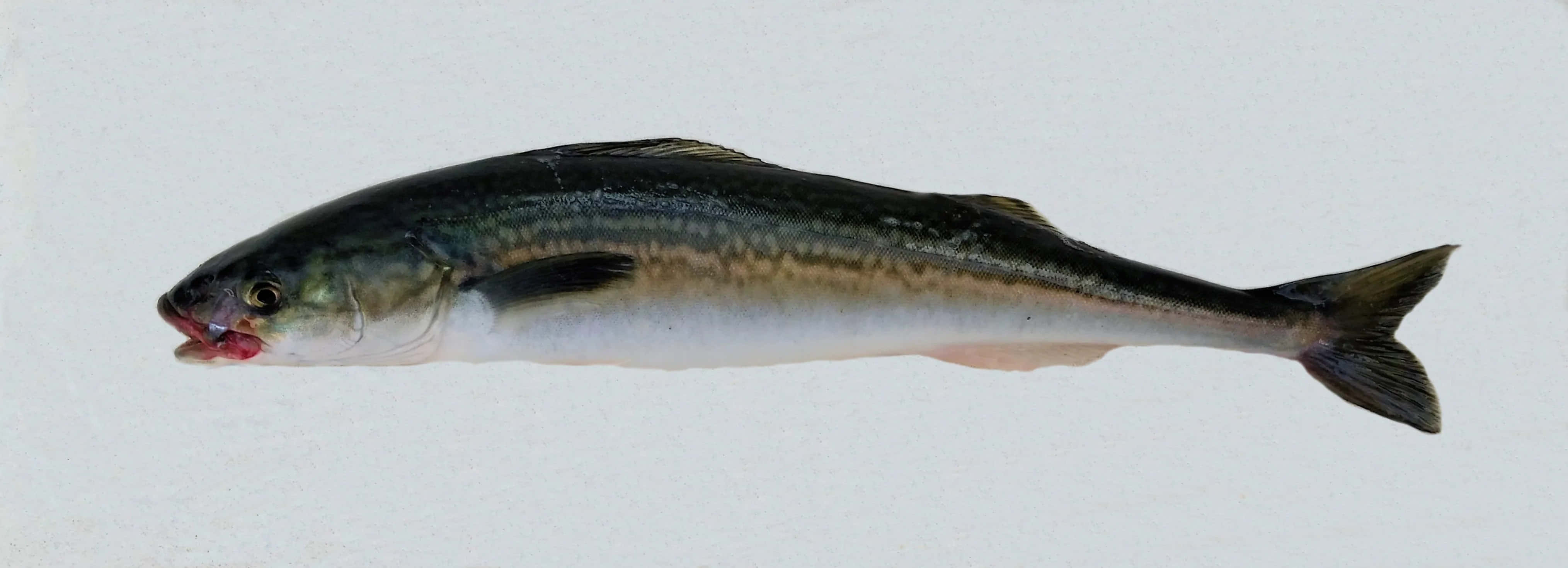 Sablefish, silver, dark dorsal stripes, 4K Desktop Wallpaper