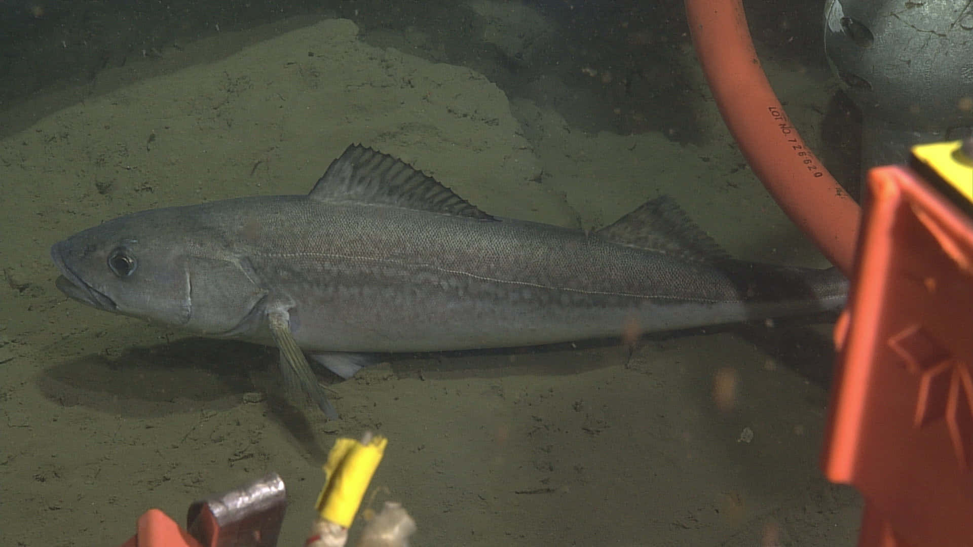 Sablefish, submersible, orange and yellow equipment, Full HD Desktop Wallpaper