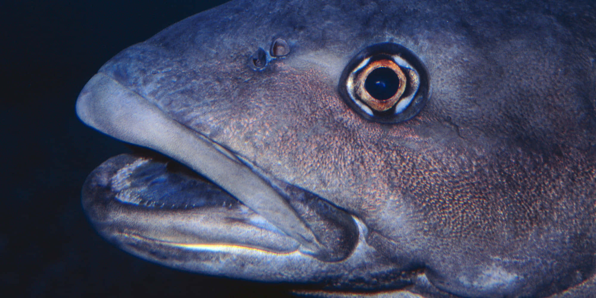 sablefish, deep blue sea, golden-rimmed eye, Full HD Desktop Wallpaper