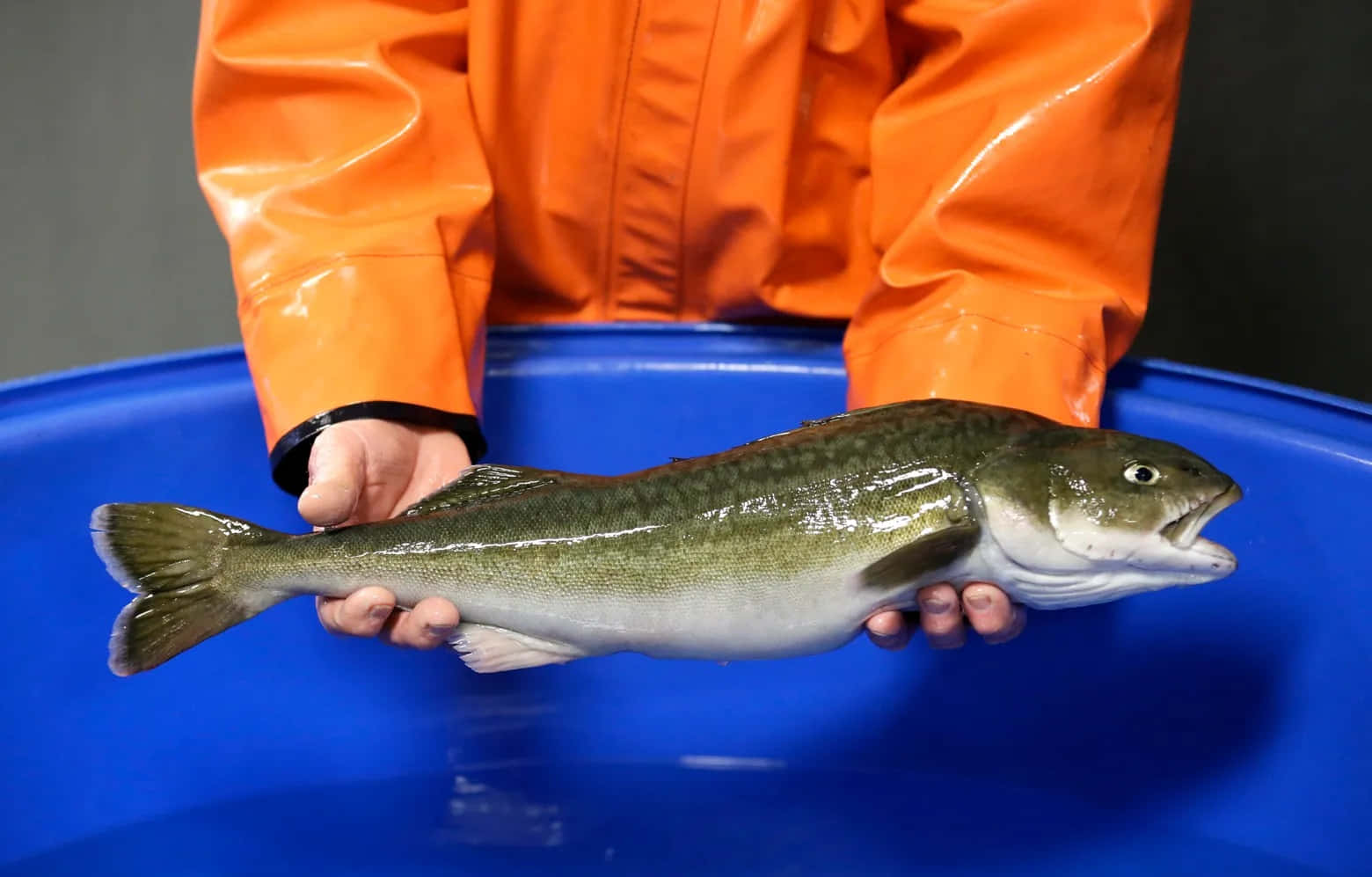 sablefish, orange raincoat, greenish fish, HD Desktop Wallpaper