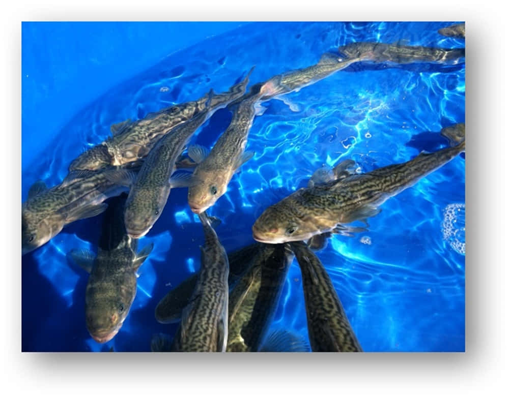 sablefish, deep blue ocean, school of young fish, SD Desktop Wallpaper