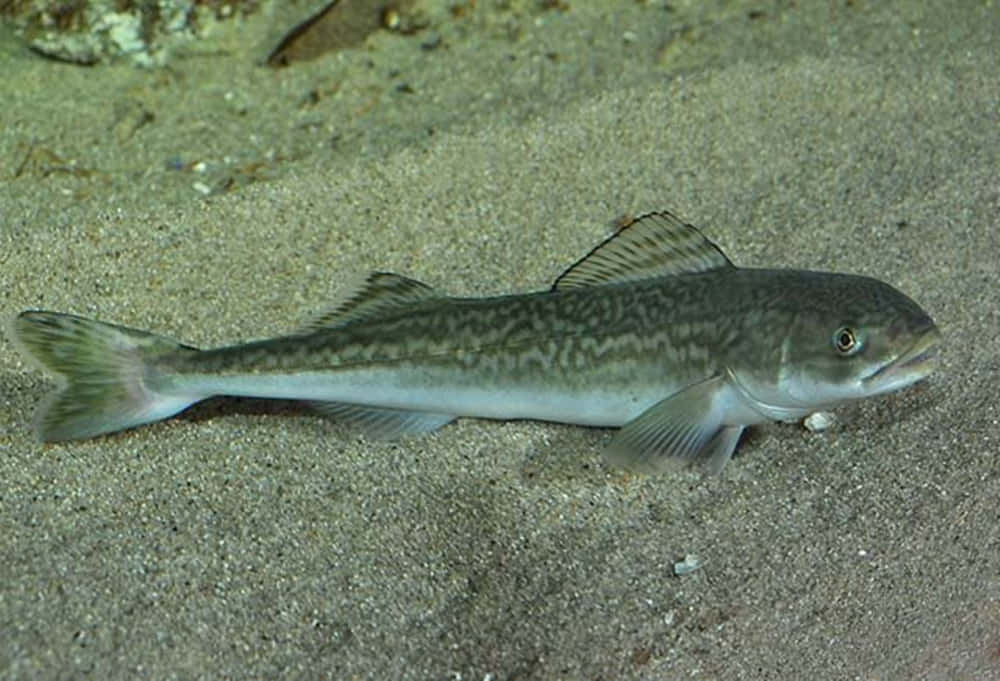 Sablefish, sandy seafloor, dim lighting, SD Desktop Wallpaper