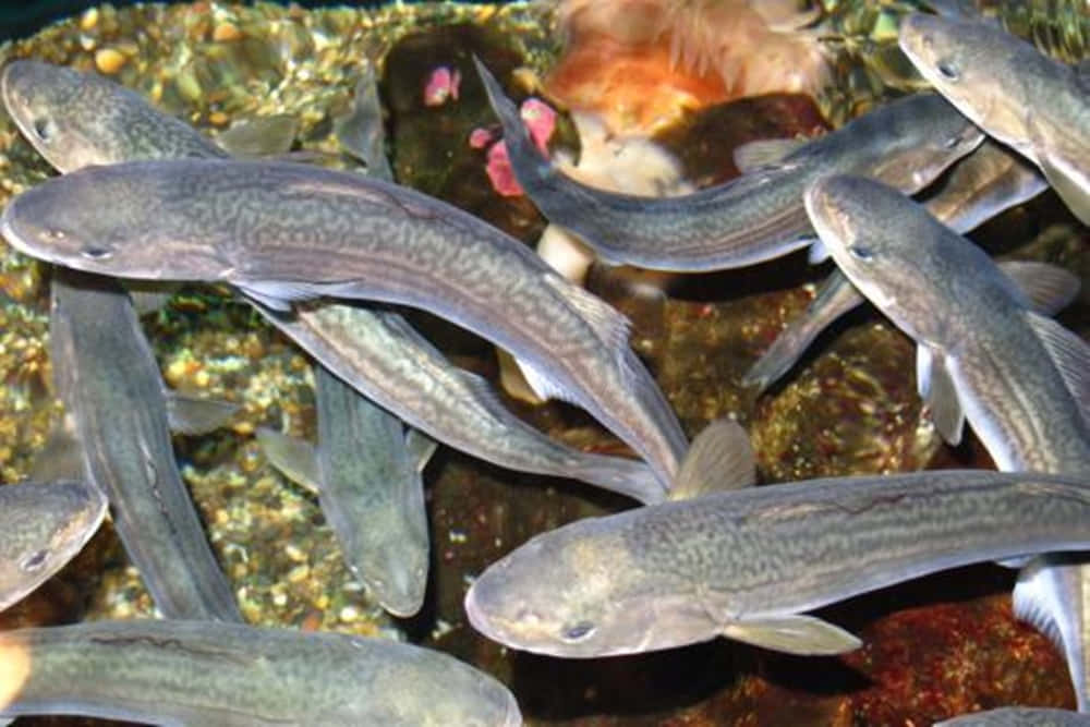 sablefish, shimmering, deep sea, SD Desktop Wallpaper