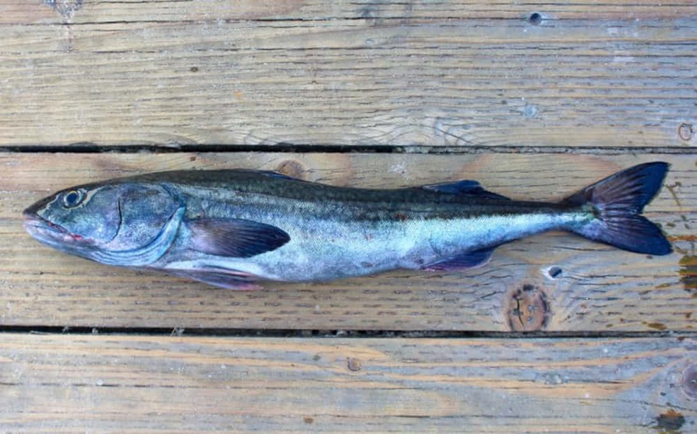 Sablefish, wooden deck, silver fish, SD Desktop Wallpaper