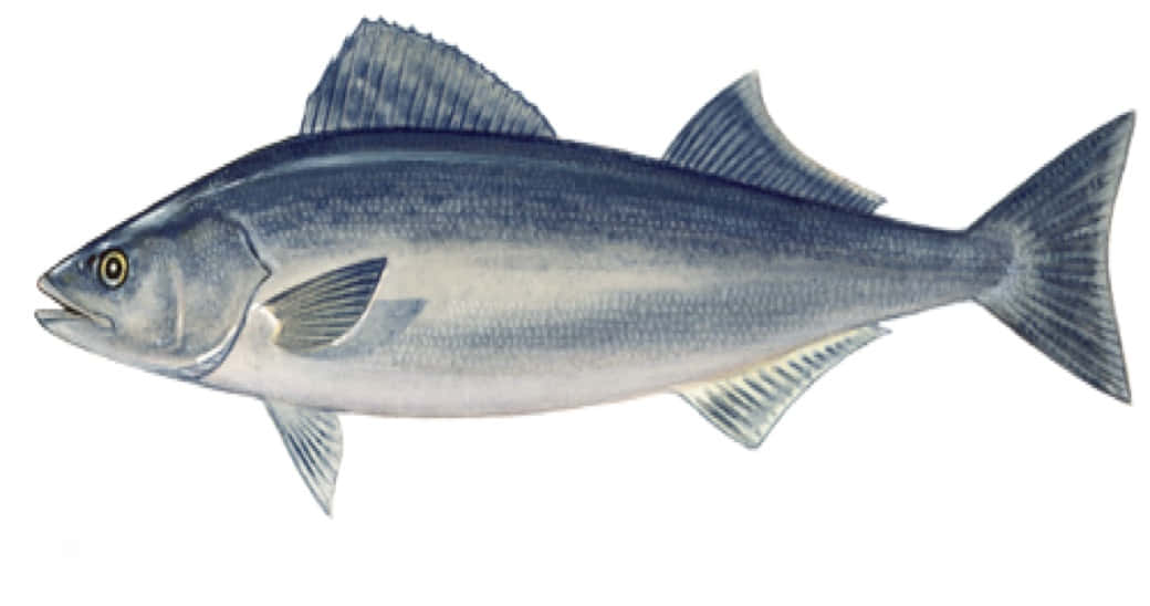 Sablefish, silver fish, yellow eye, SD Desktop Wallpaper