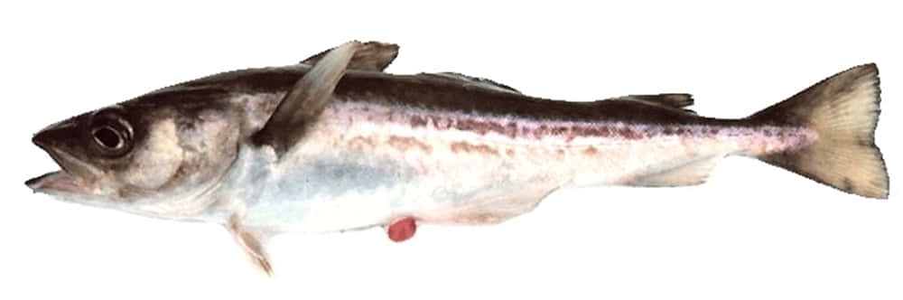 Sablefish, silver and gray scales, pinkish belly, SD Desktop Wallpaper