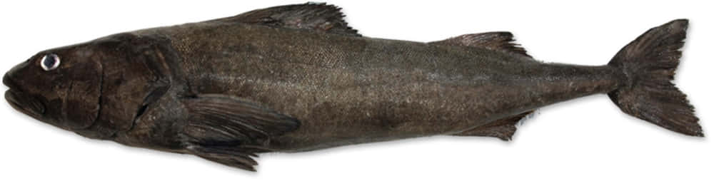 Sablefish, dark gray, sleek body, SD Desktop Wallpaper