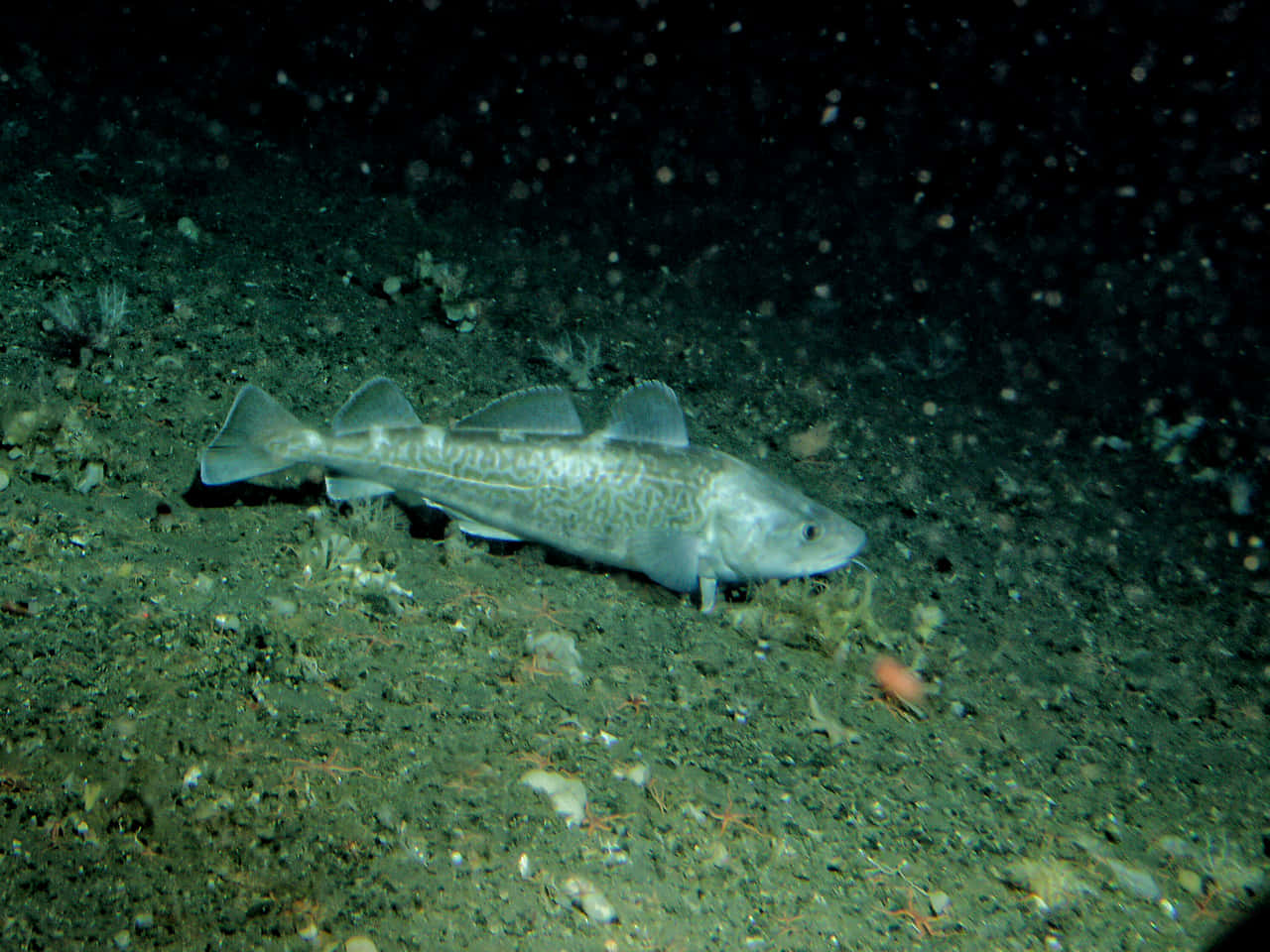 Sablefish, deep sea, dark ocean floor, HD Desktop Wallpaper
