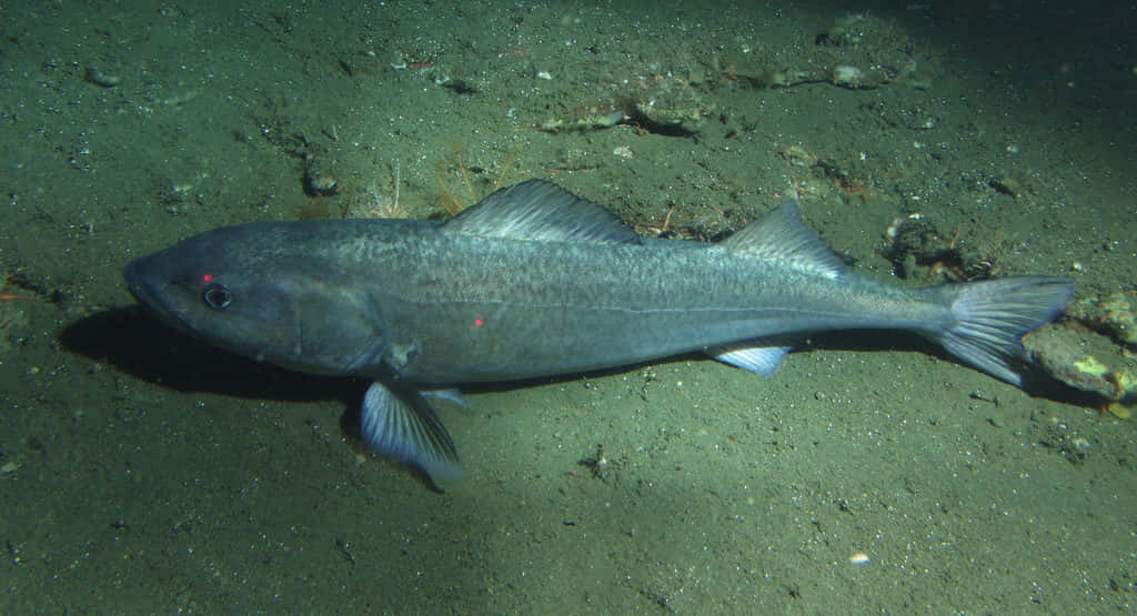 Sablefish, ocean floor, artificial light, SD Desktop Wallpaper