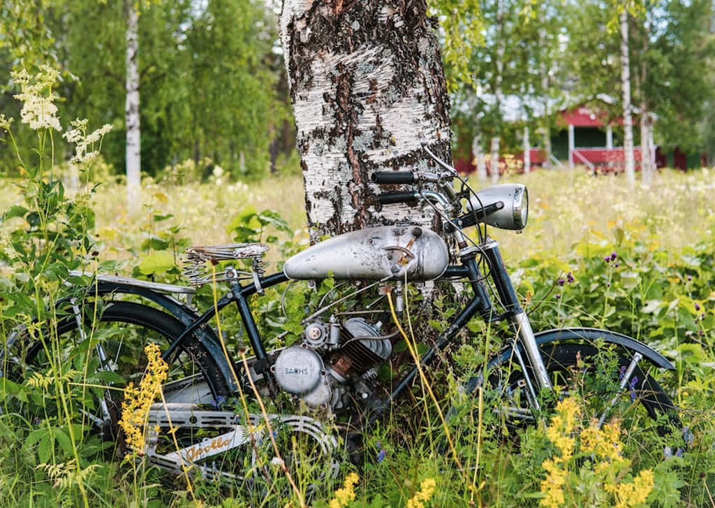 An old rusty motorcycle leans against a birch tree in a wild overgrown field with yellow flowers and green foliage., SD Desktop Wallpaper