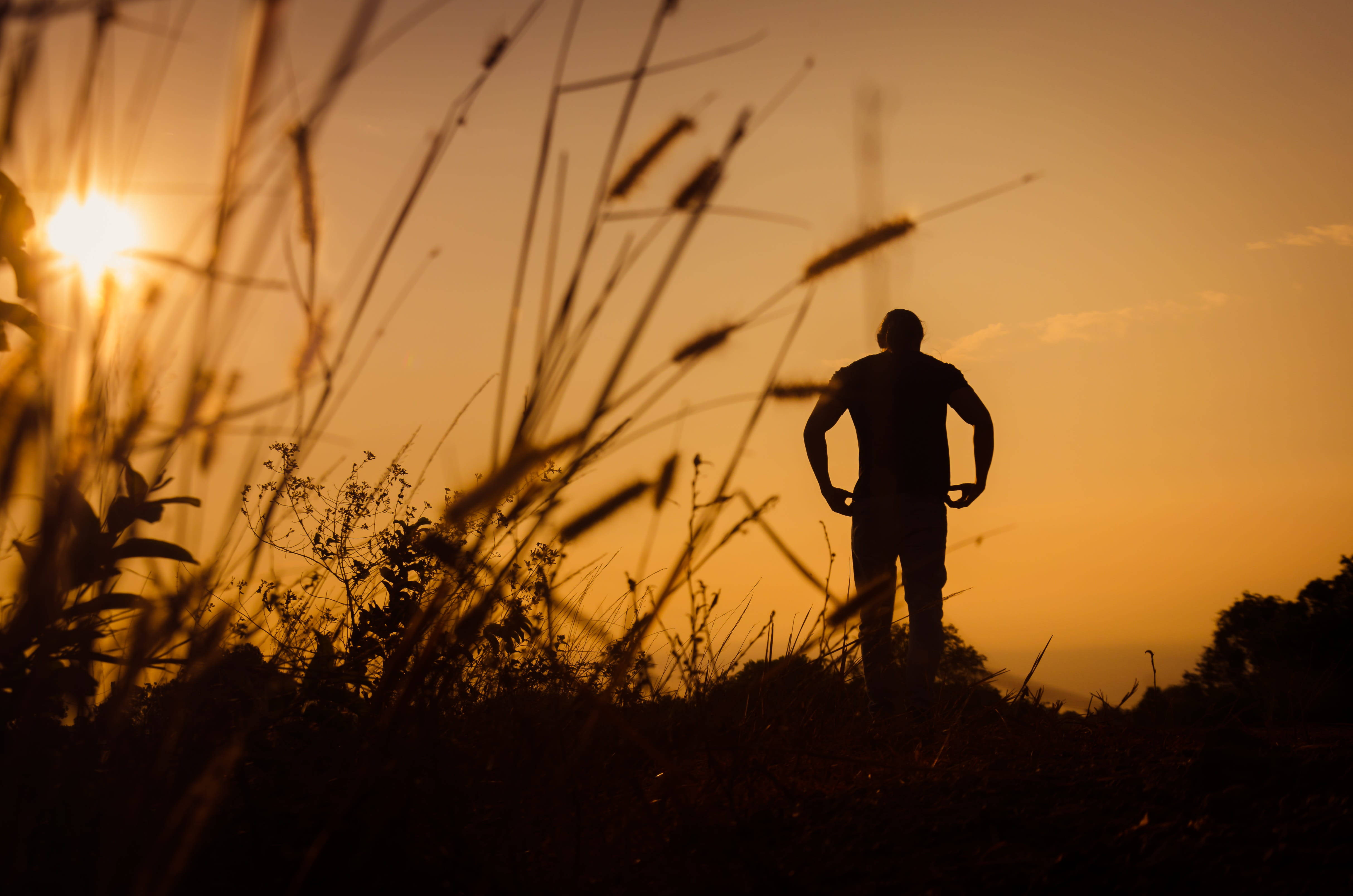 Man In A Field, golden sunset, tall grasses, 4K Desktop Wallpaper