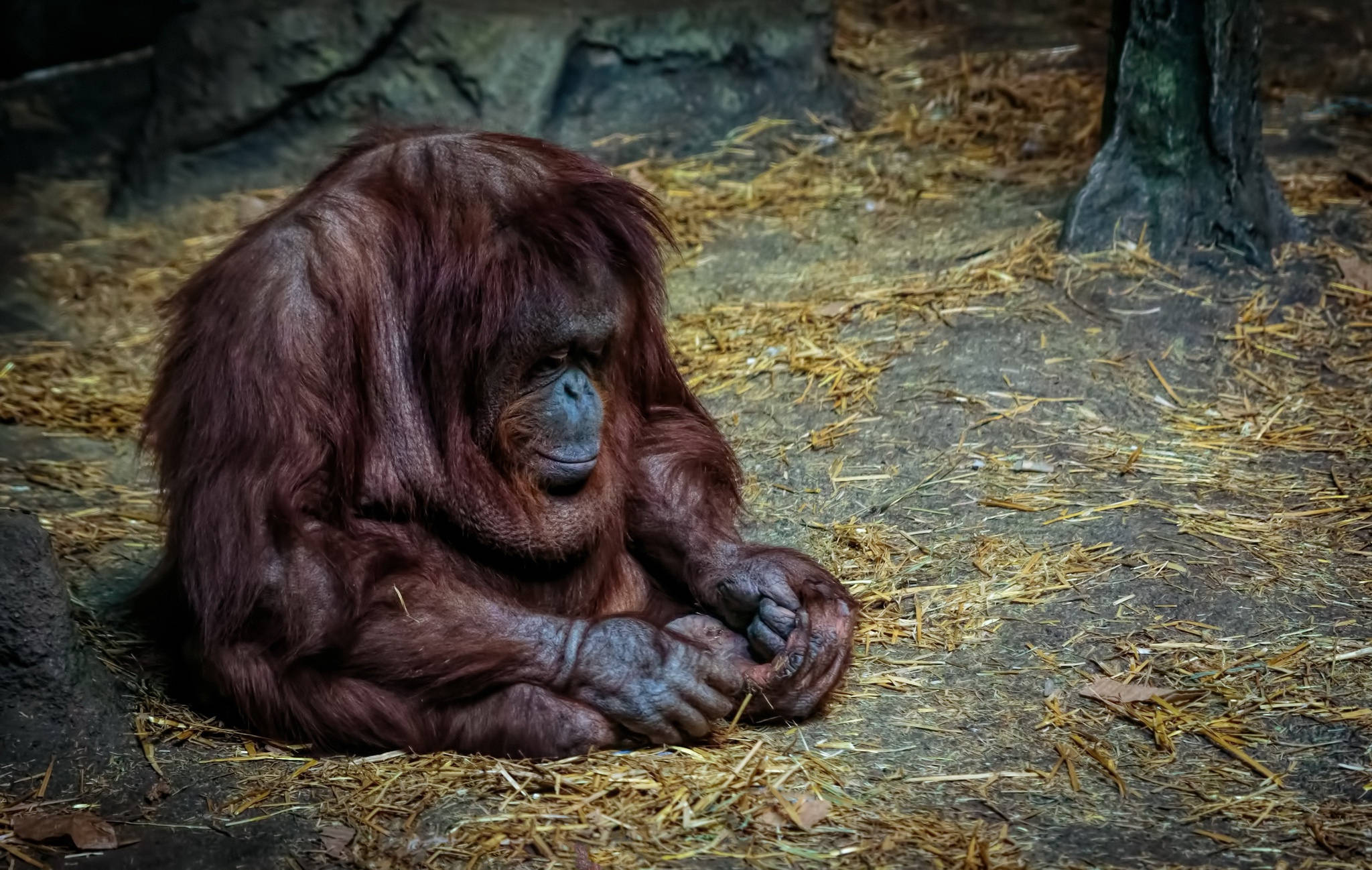 Sad Aesthetic Monkey At Zoo, Full HD Desktop Wallpaper