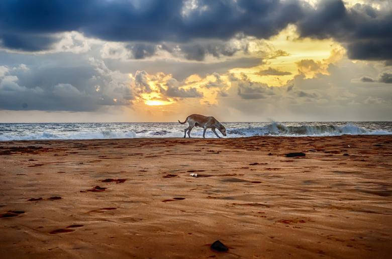 sad alone dog, beach, sunset, SD Desktop Wallpaper