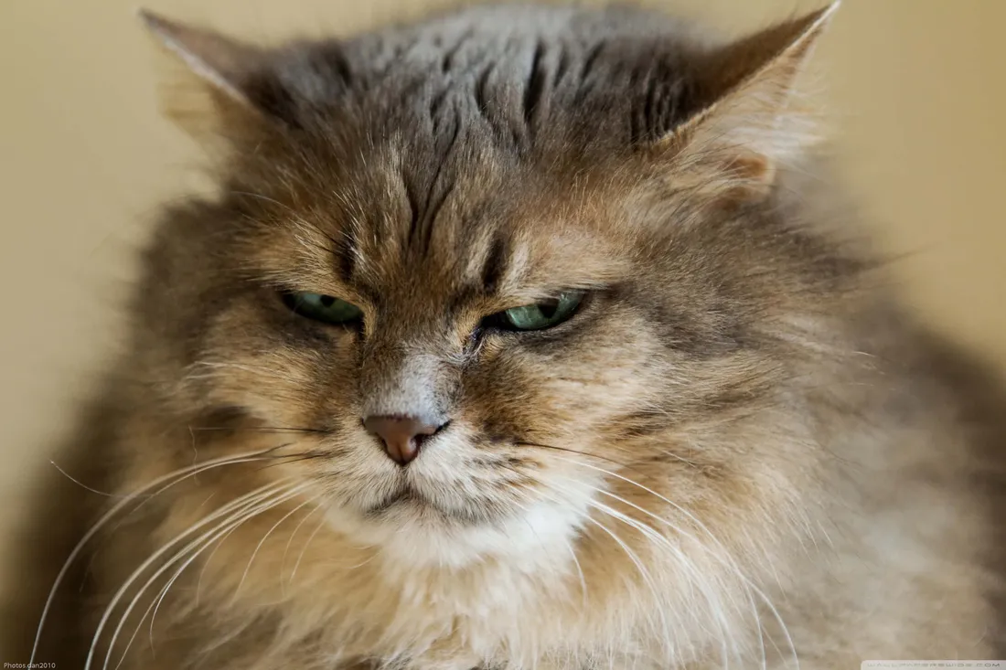 Sad Cat