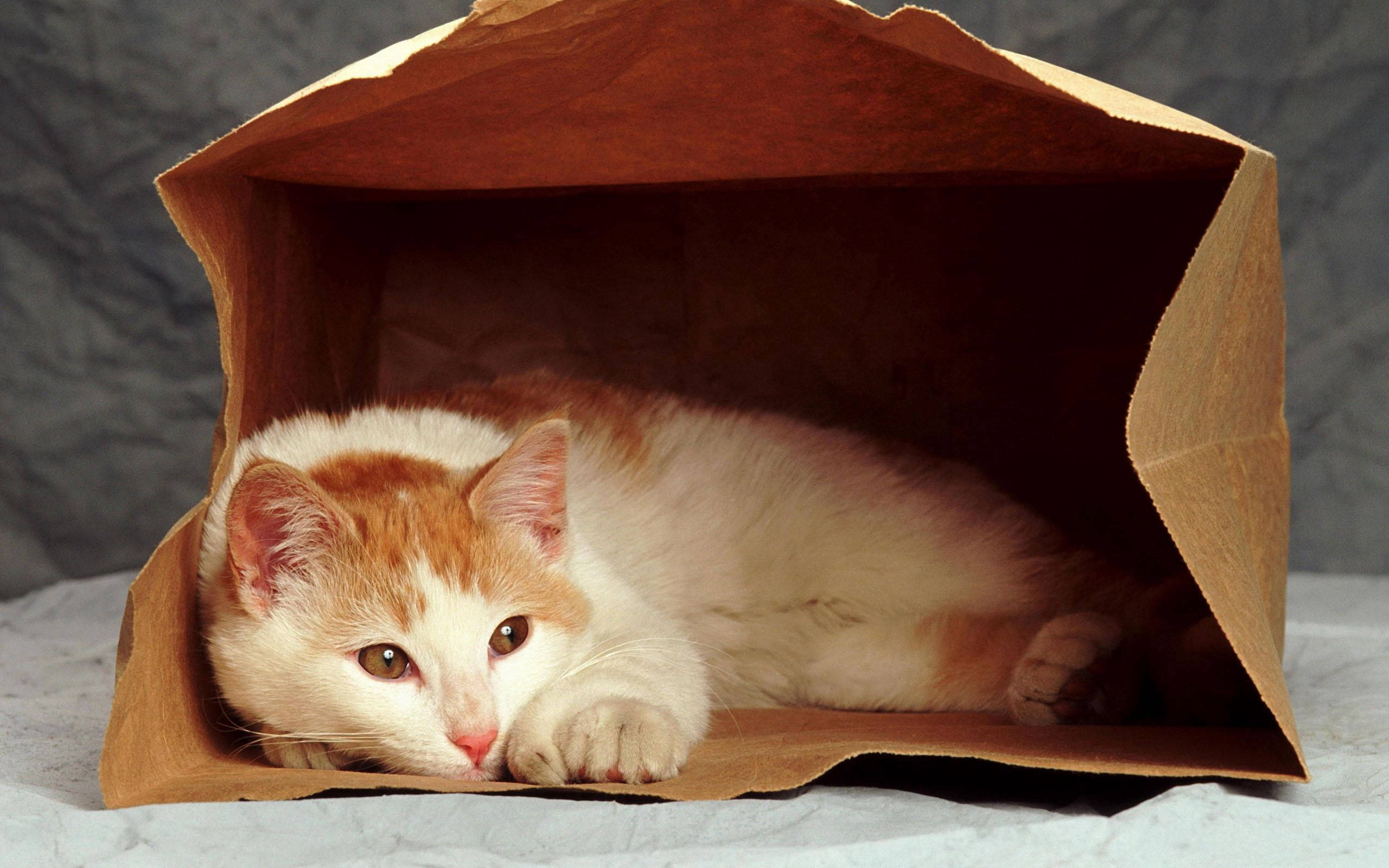 fluffy orange and white cat, brown paper bag, lounges comfortably, 2K Desktop Wallpaper