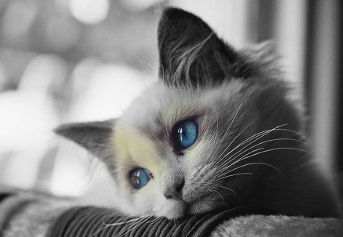 fluffy kitten, striking blue eyes, textured surface, SD Desktop Wallpaper