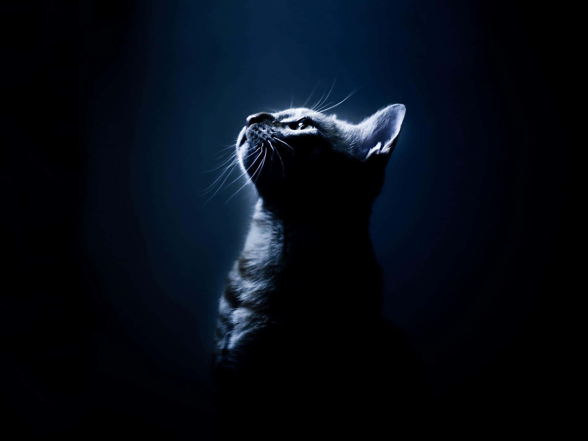 Contemplative Catin Blue Tones, sleek black cat, dark blue backdrop, Full HD Desktop Wallpaper