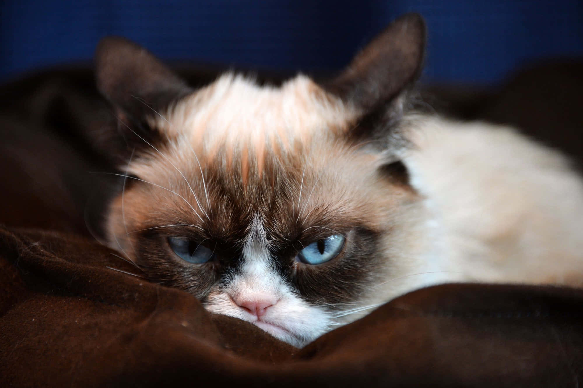 blue eyed grumpy cat, brown markings, dark brown blanket, Full HD Desktop Wallpaper