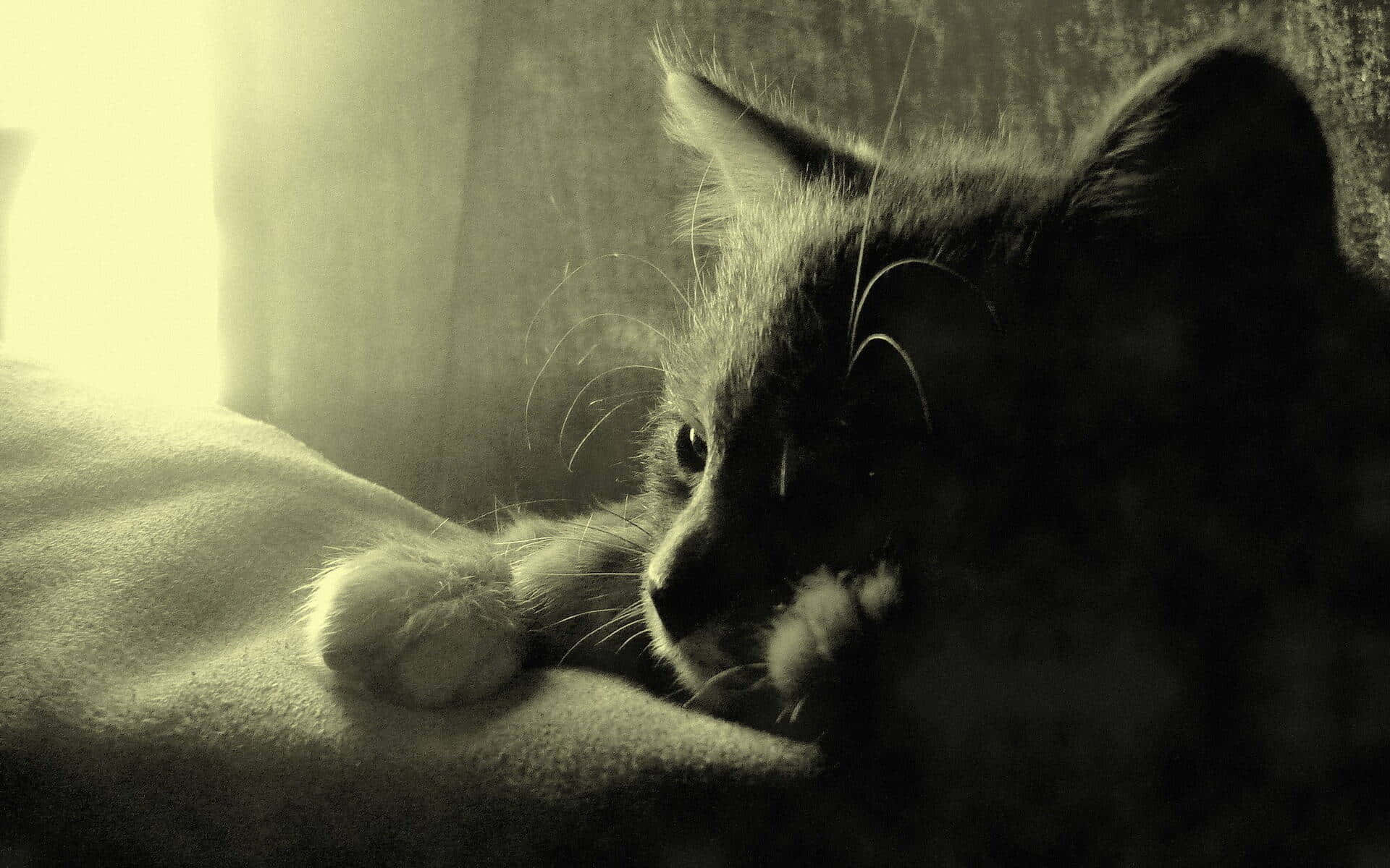 contemplative catin monochrome, sepia-toned, textured blanket, Full HD Desktop Wallpaper