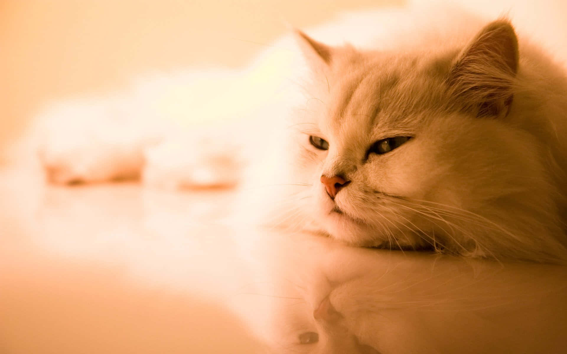 contemplative white cat, sepia tone, glossy surface, Full HD Desktop Wallpaper
