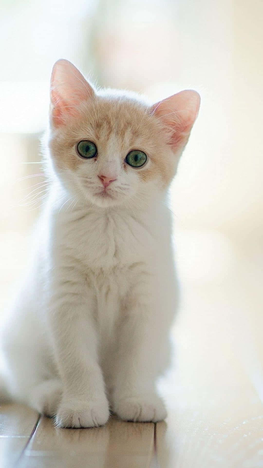 pensive white kitten, fluffy cream kitten, striking green eyes, Full HD Phone Wallpaper