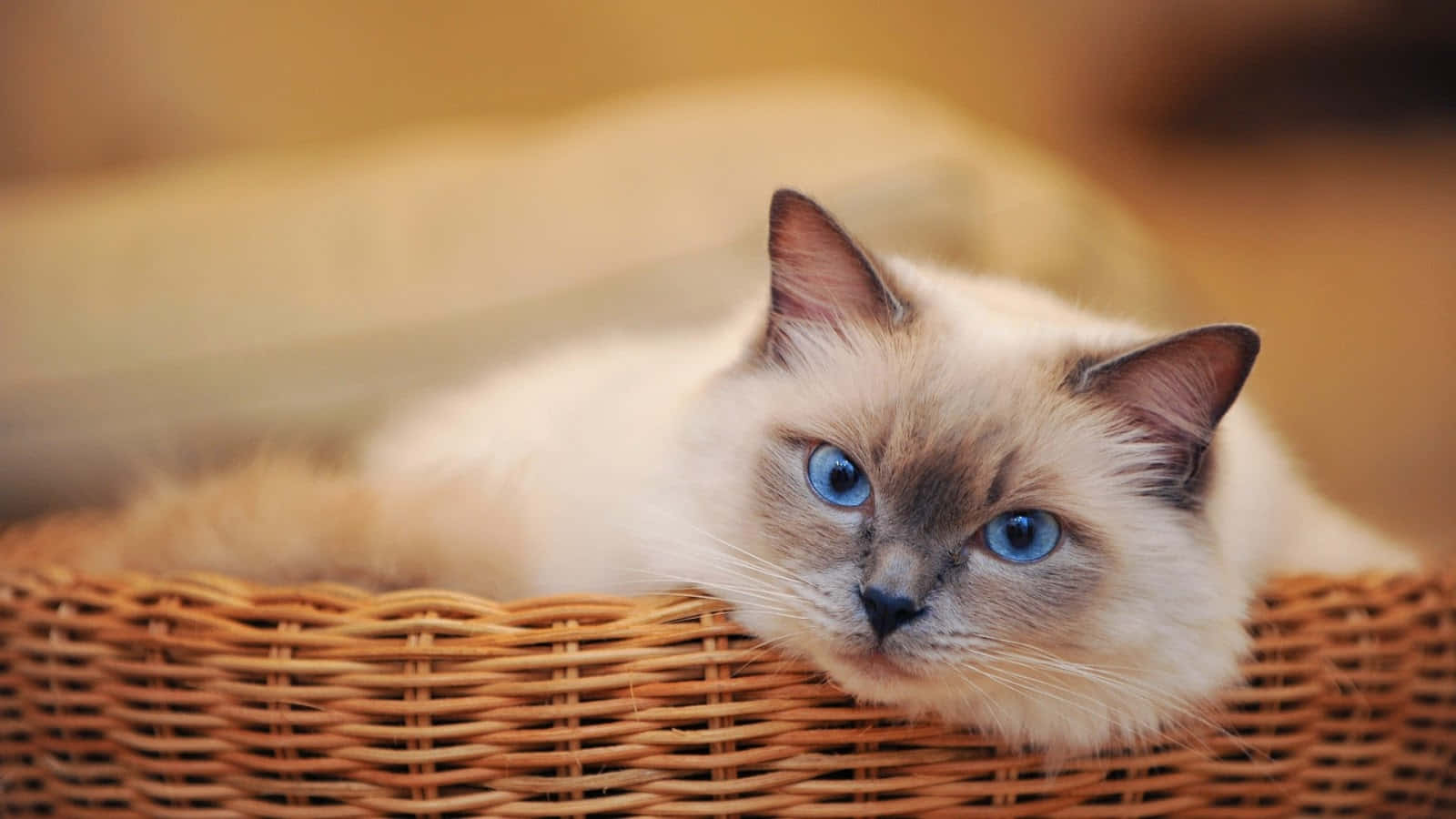 Siamese cat, blue eyes, woven wicker basket, HD Desktop Wallpaper