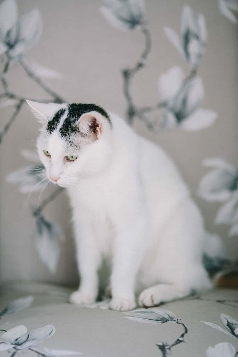 white cat, black markings, gray floral patterned surface, HD Phone Wallpaper