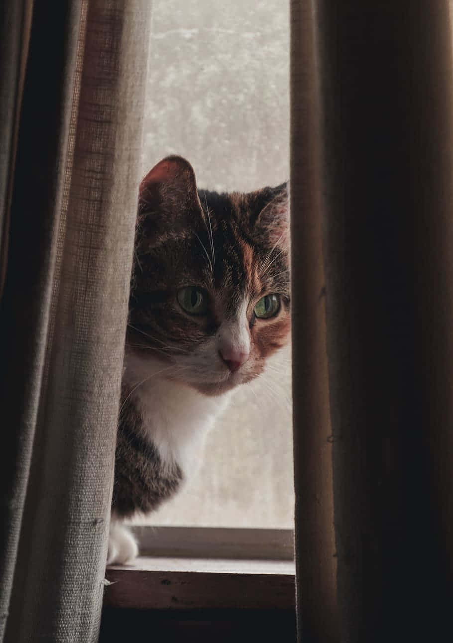 tabby cat, green eyes, beige curtains, HD Phone Wallpaper