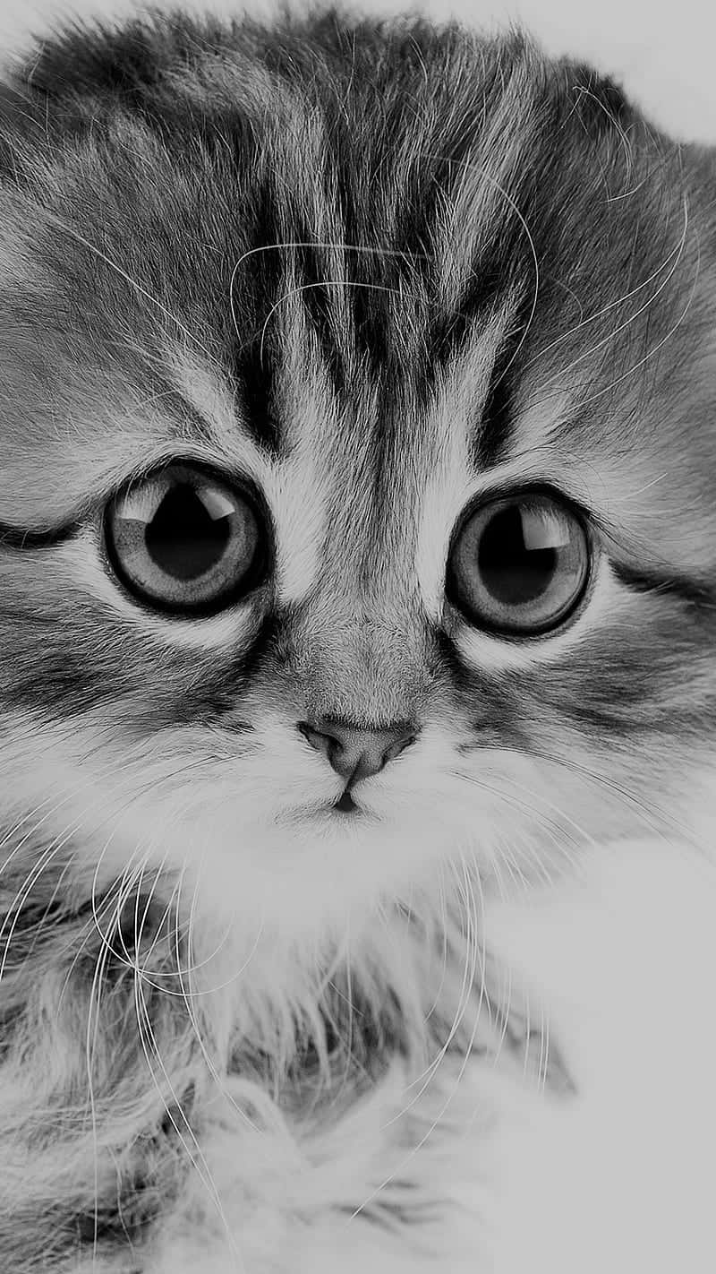 fluffy tabby kitten, wide curious eyes, closeup black and white portrait, HD Phone Wallpaper