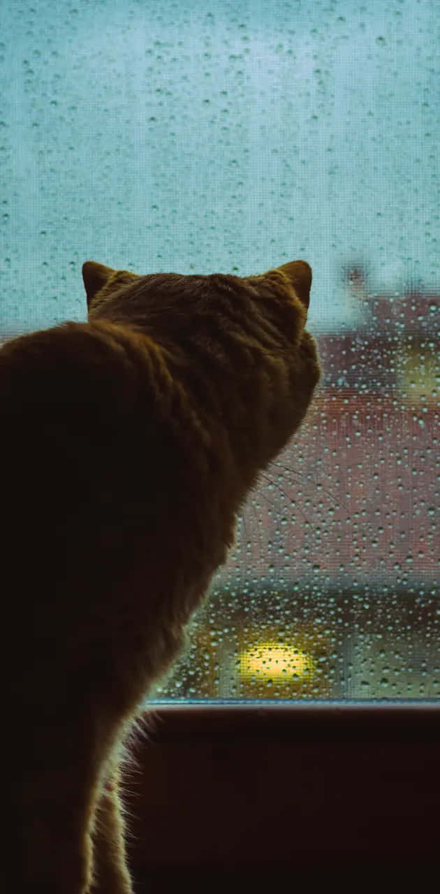 ginger cat, rain-speckled window, blurred cityscape, HD Phone Wallpaper