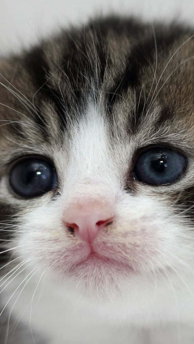 tabby kitten, wide blue eyes, pink nose, SD Phone Wallpaper
