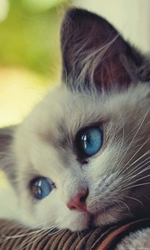blue eyed white cat, fluffy white cat, striking blue eyes, SD Phone Wallpaper