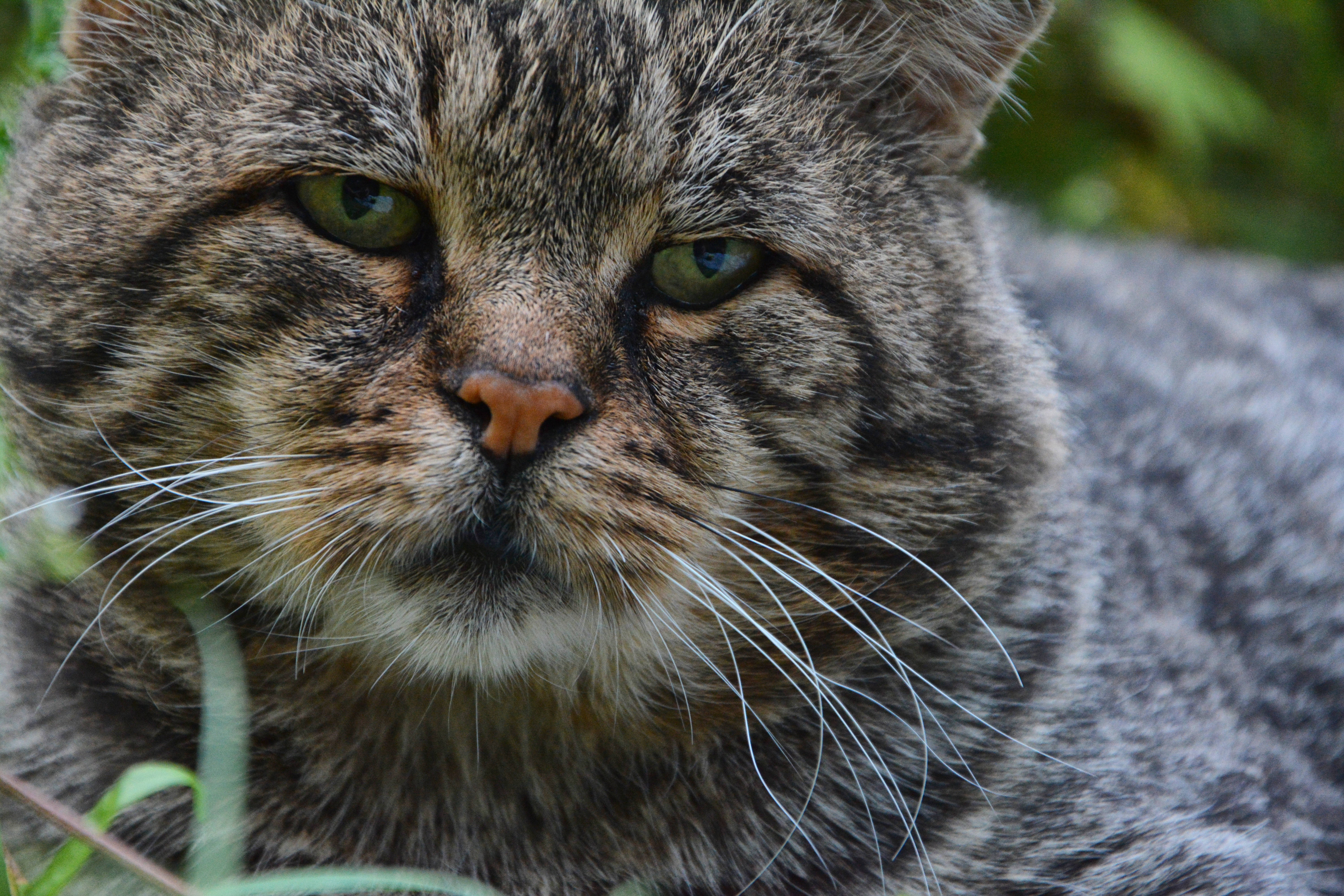 tabby cat, green eyes, grumpy expression, 5K Desktop Wallpaper