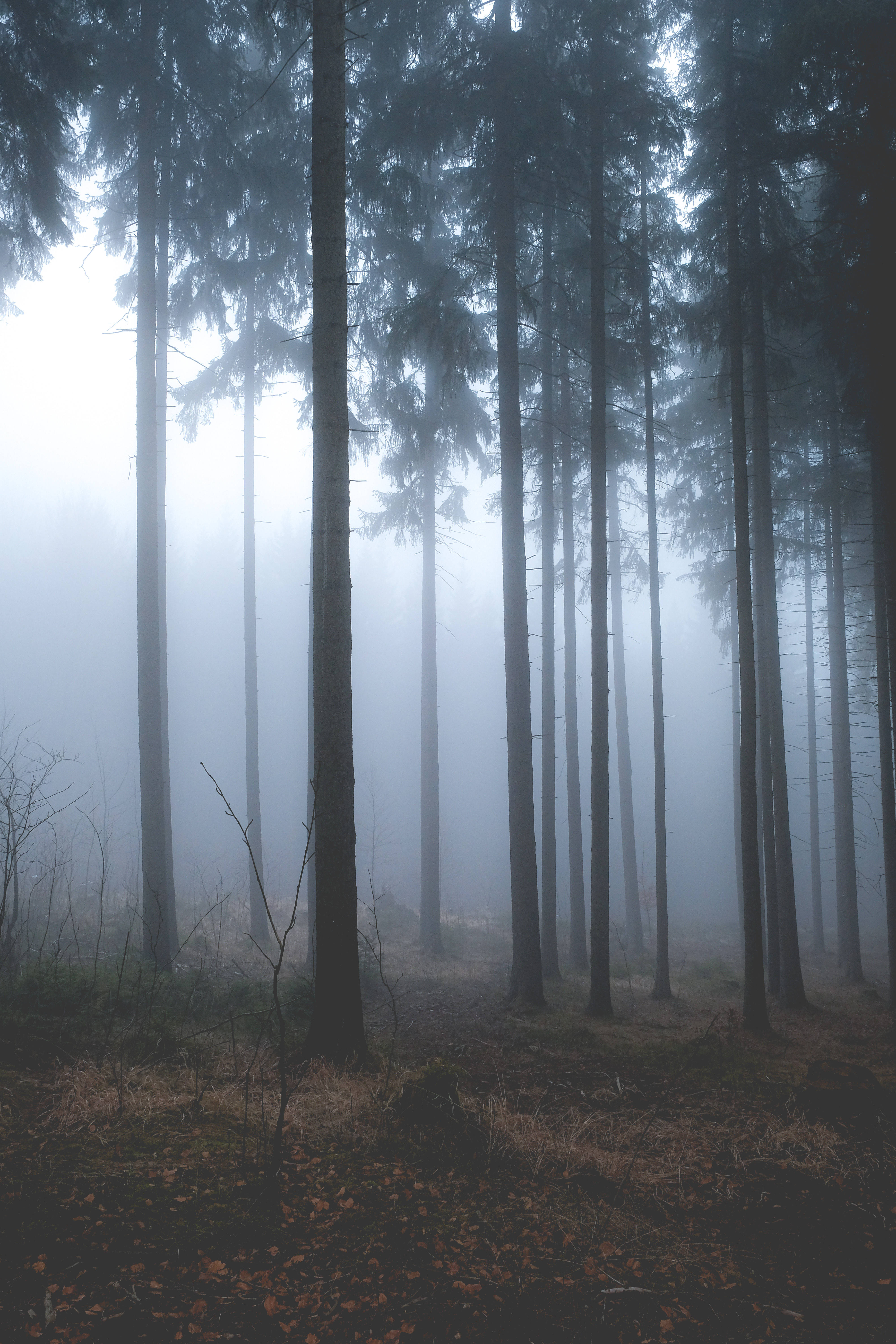 Tall Trees, Pine Trees, Foggy Forest, 5K Phone Wallpaper