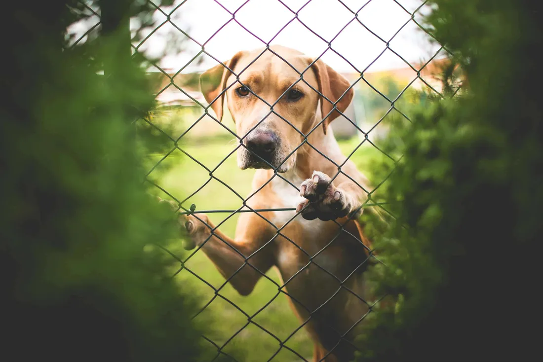 Sad Dog