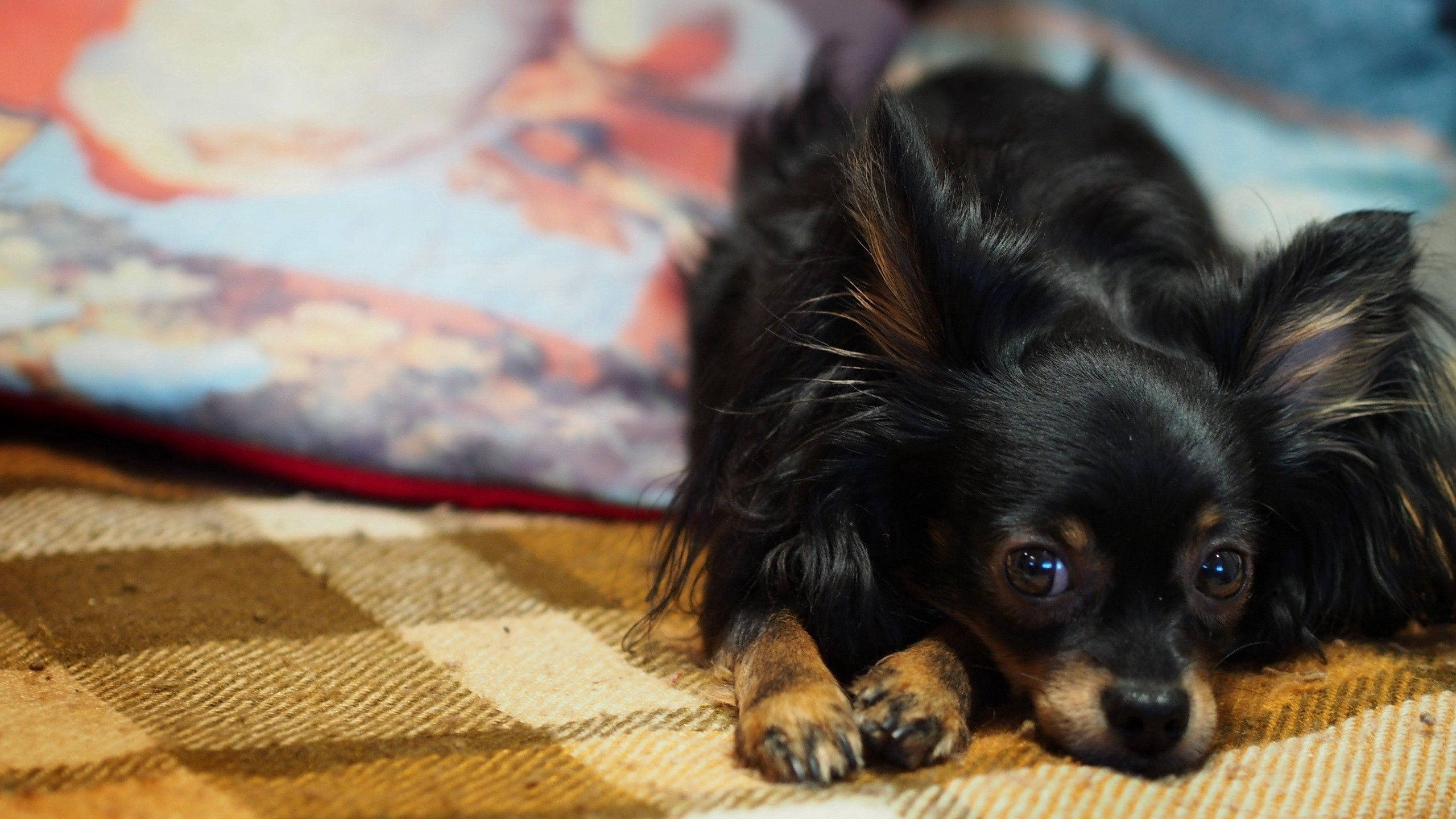 small black long-haired chihuahua, tan paws, plaid blanket, 2K Desktop Wallpaper