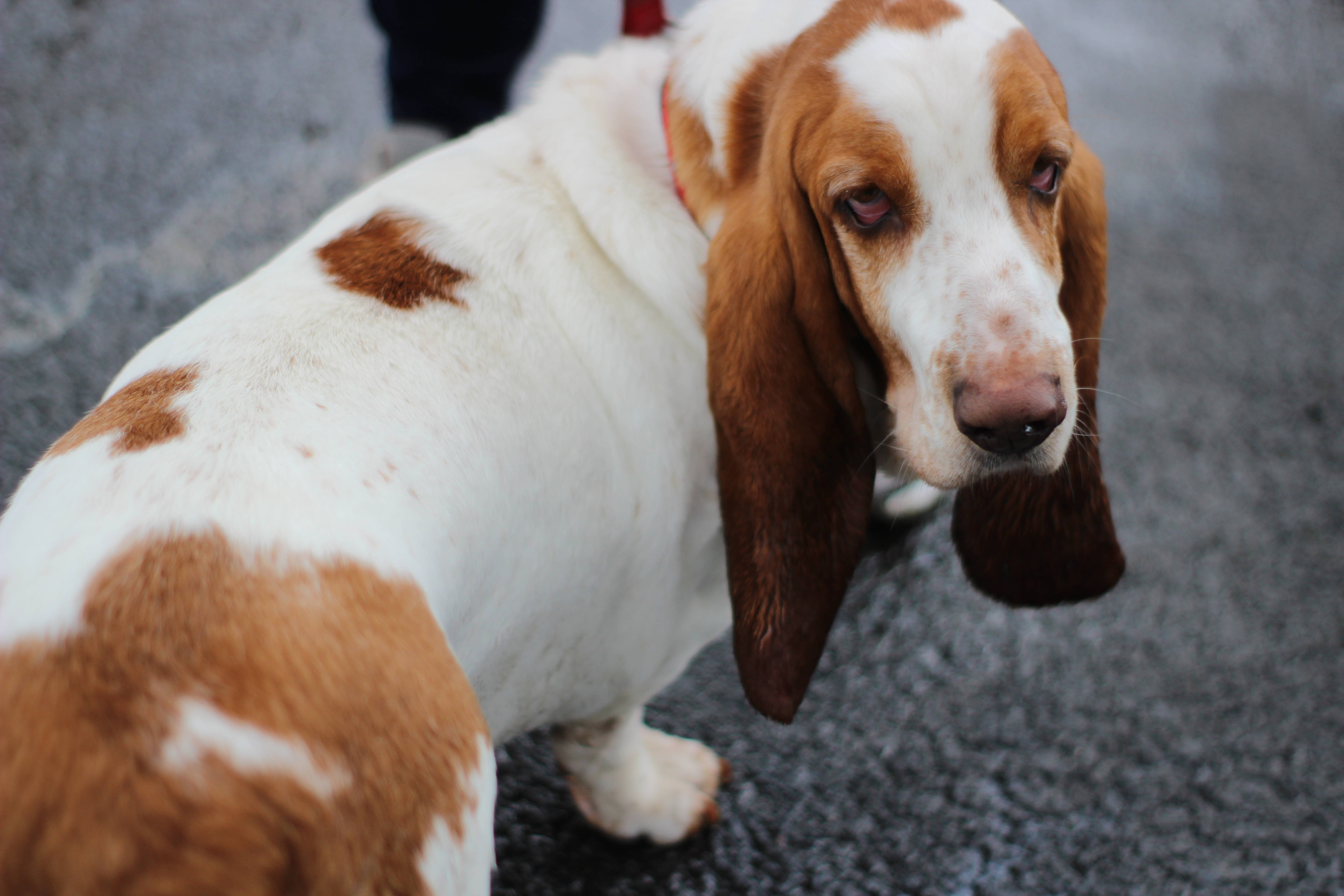 basset hound, white and brown, droopy ears, 5K Desktop Wallpaper