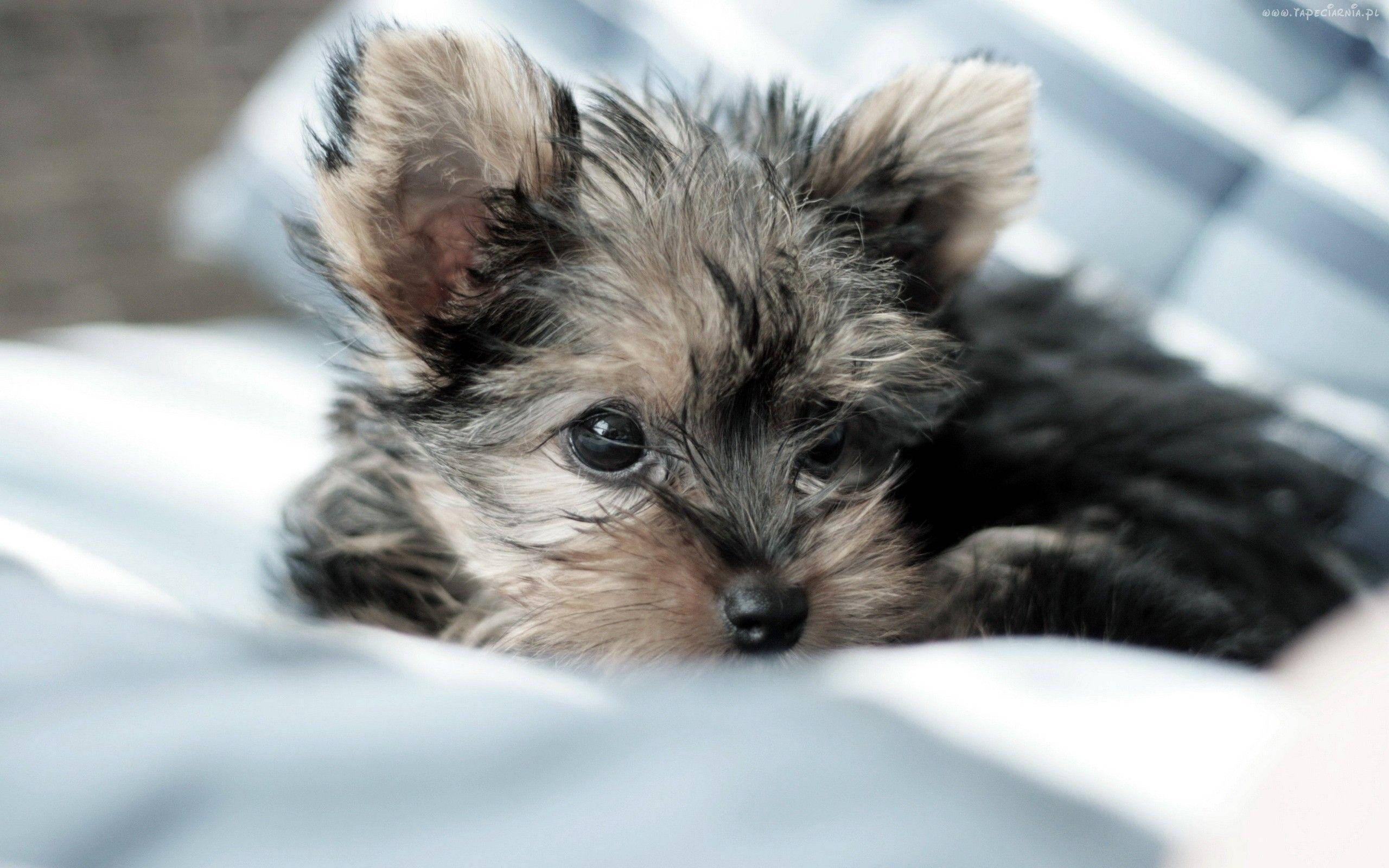 Yorkshire terrier, tiny fluffy, big dark eyes, 2K Desktop Wallpaper