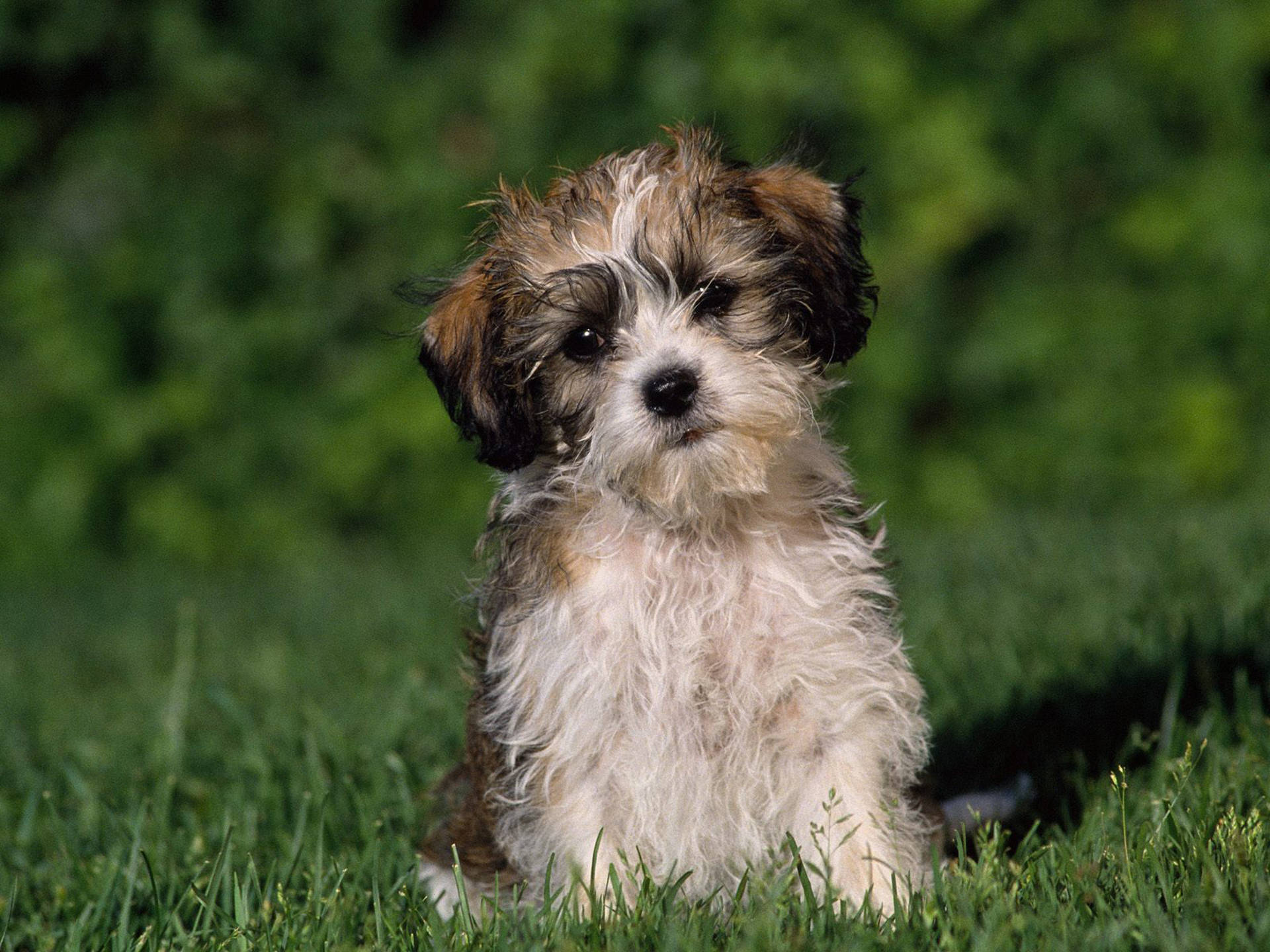 sad cute puppy, fluffy brown and white puppy, vibrant green grass, Full HD Desktop Wallpaper