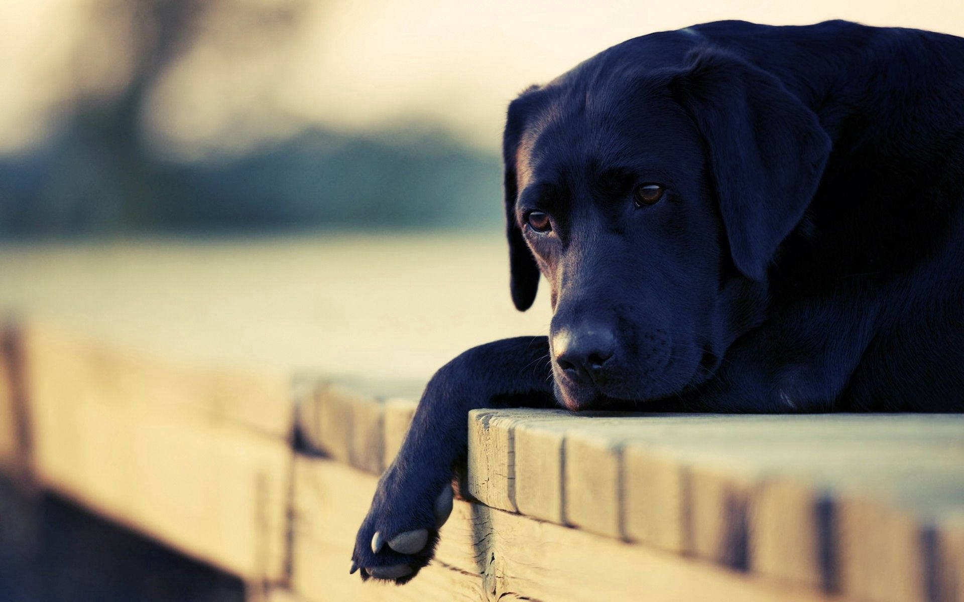 black Labrador, wooden fence, warm golden light, Full HD Desktop Wallpaper