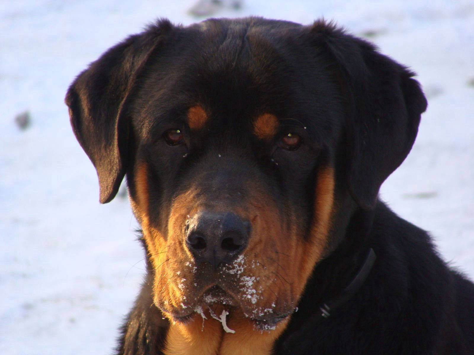 Rottweiler, snow on its muzzle, snowy background, HD Desktop Wallpaper