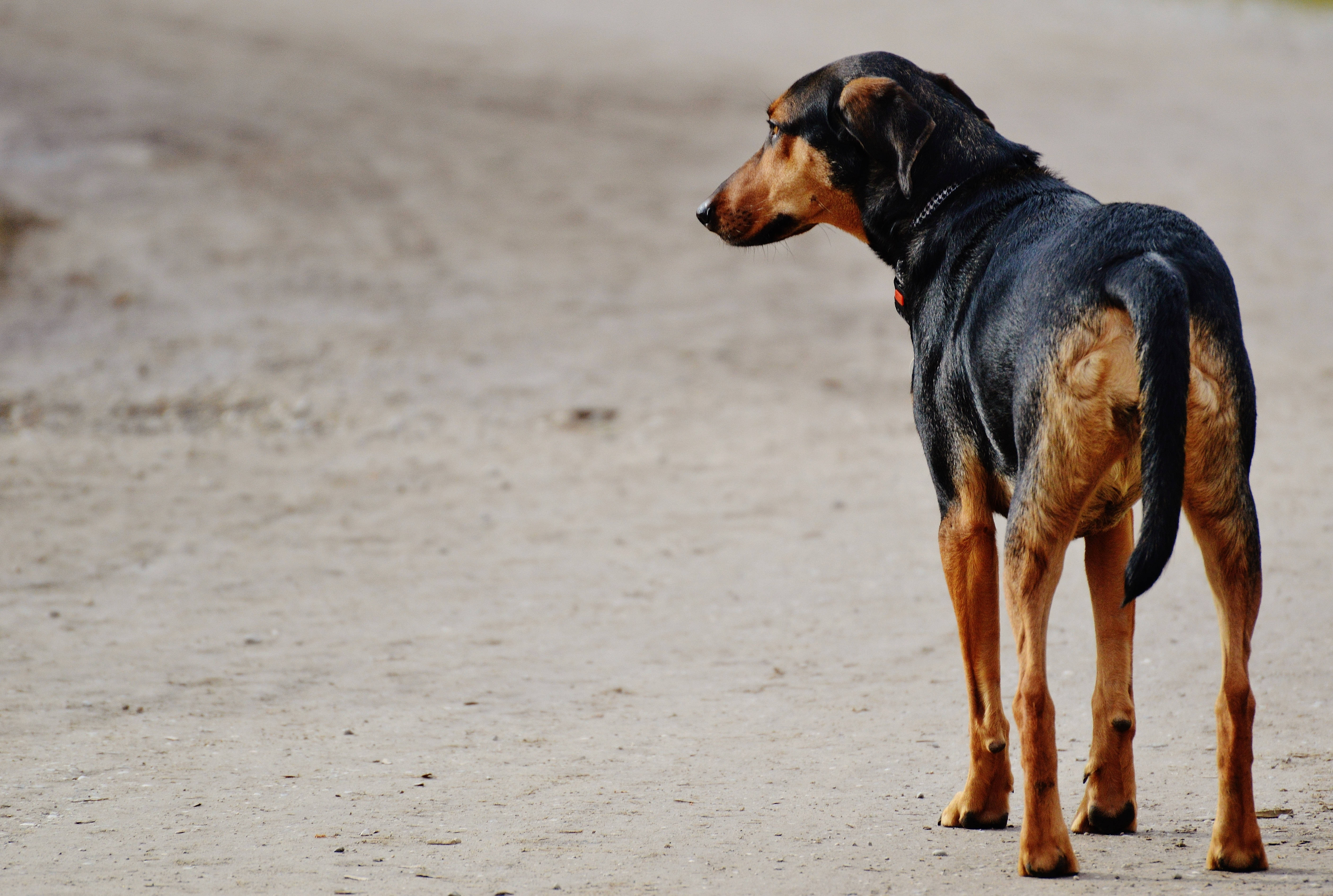 black dog, tan dog, sandy beach, 5K Desktop Wallpaper