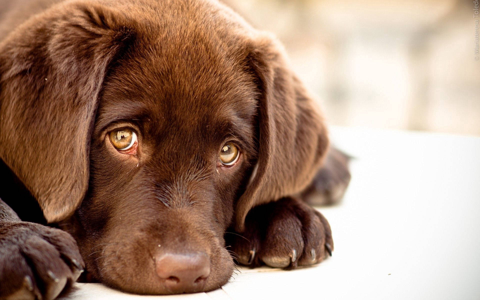 chocolate Labrador puppy, soulful amber eyes, close-up, Full HD Desktop Wallpaper