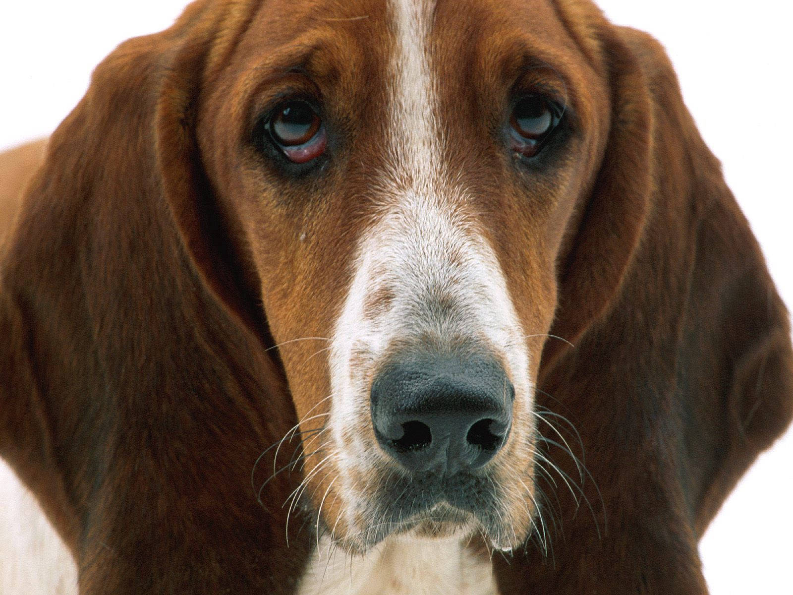 basset hound, droopy ears, soulful eyes, HD Desktop Wallpaper
