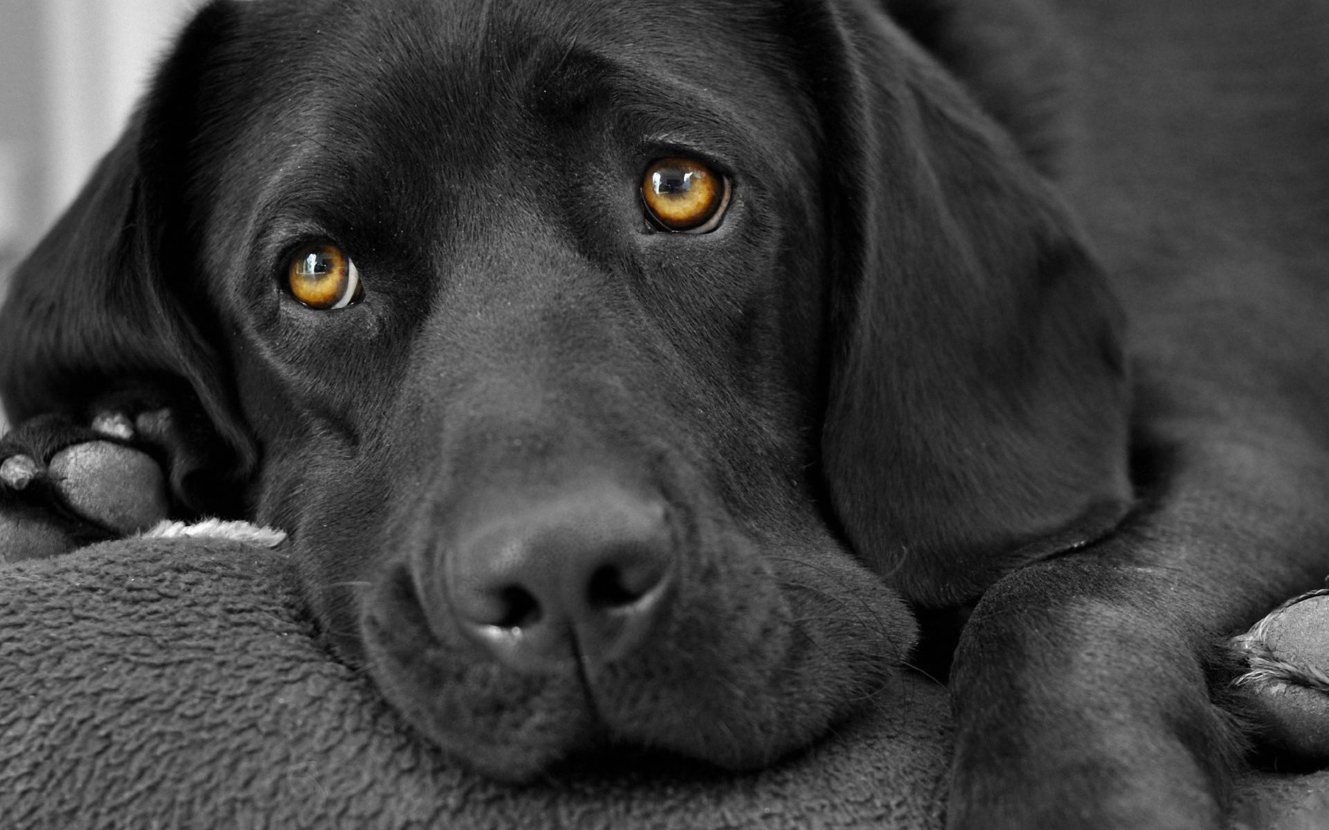 black Labrador puppy, warm amber eyes, soft textured blanket, Full HD Desktop Wallpaper