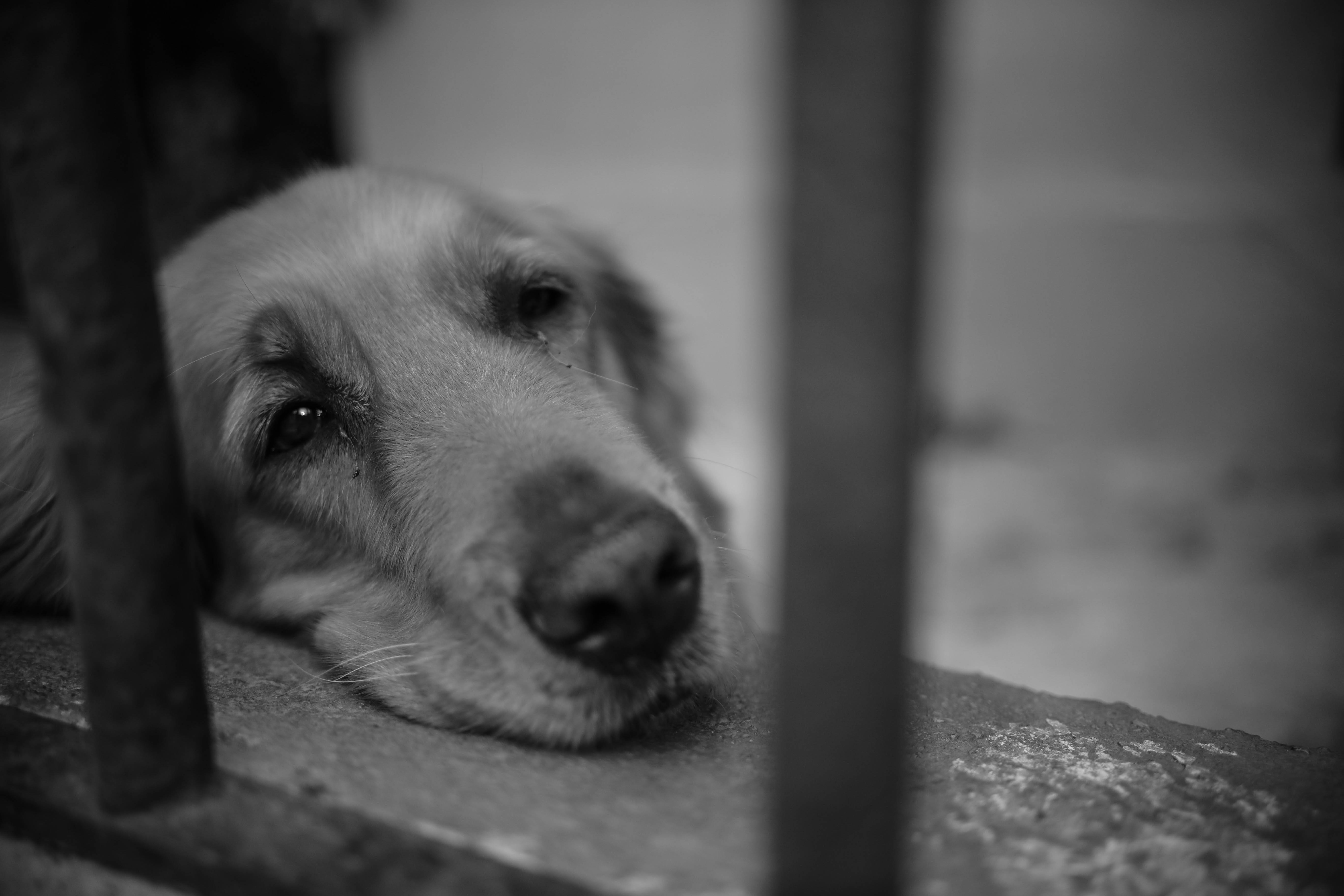 golden retriever, metal bars, monochrome shot, 5K Desktop Wallpaper