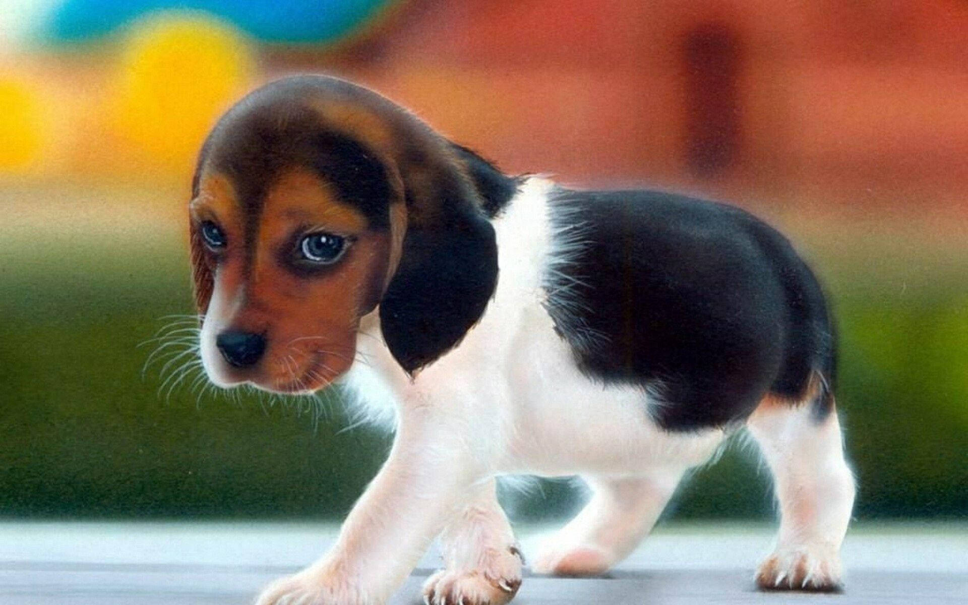 beagle, brown black and white fur, paved surface, Full HD Desktop Wallpaper