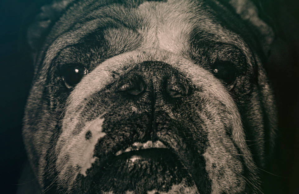bulldog, wrinkled bulldog, soulful eyes, SD Desktop Wallpaper